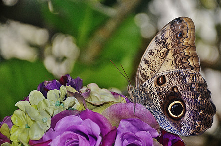 brown owl butterfly perched on purple rose thumbnail