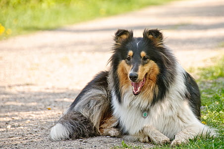 white, brown, and black Collie lying on ground thumbnail
