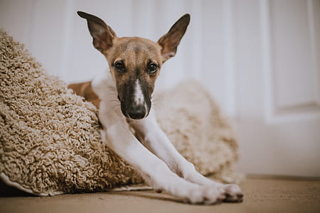 short-coated white and brown dog near white wooden door thumbnail