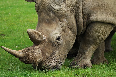Rhino on green grass thumbnail