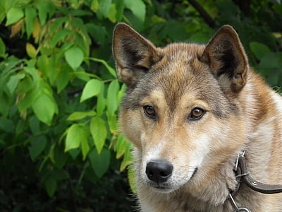 gray wolf on focus photo thumbnail