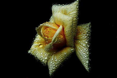yellow flower thumbnail