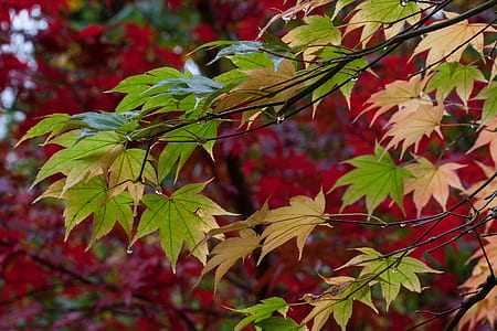 green and beige tree leaves during daytime thumbnail
