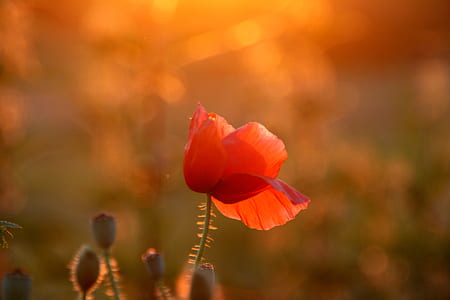 selective focus photography of red flower thumbnail