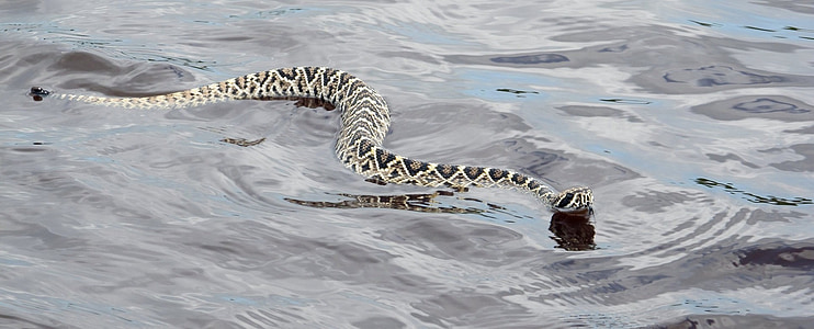 brown and black snake on body of water thumbnail