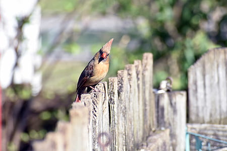 brown cardinal perch on wood panel thumbnail