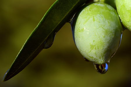 green mango in shallow photo thumbnail