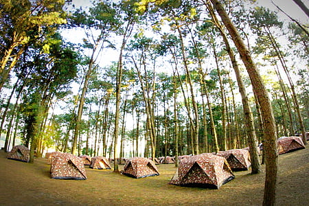 nature, forest, trees, leaves thumbnail