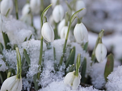 white flowers close-up photo thumbnail