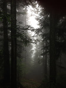 pine trees on forest with fogs thumbnail