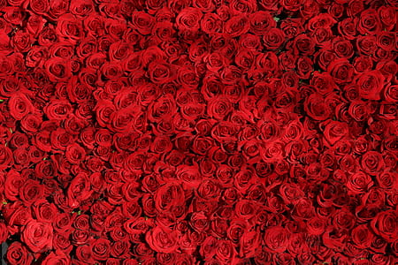 red, love, romantic, flowers thumbnail
