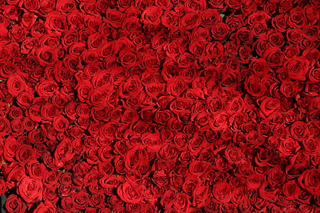 red flower lot thumbnail