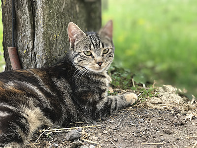 selective focus photo of gray tabby cat beside tree thumbnail