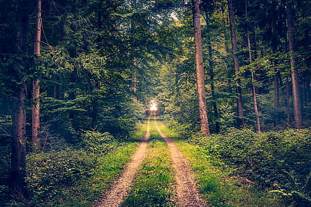 landscape photo of forest trail thumbnail