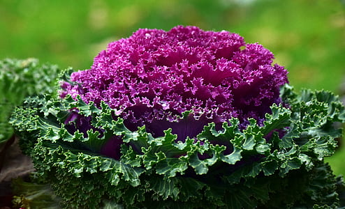 shallow focus photography of green and purple leaves thumbnail