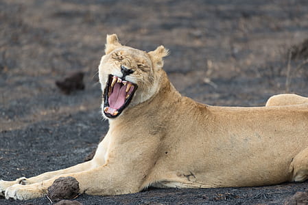 roaring land animal thumbnail