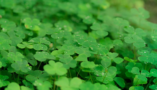 green plants thumbnail