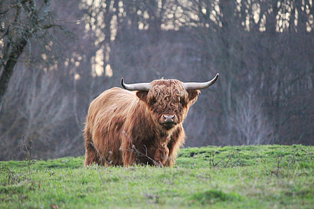 brown bison on green grass field thumbnail