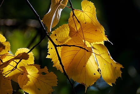 close-up photo of yellow leaf plants thumbnail