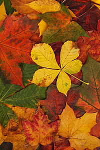 yellow, green, and brown maple leaves thumbnail