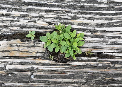 top view photography of green leafed plant thumbnail
