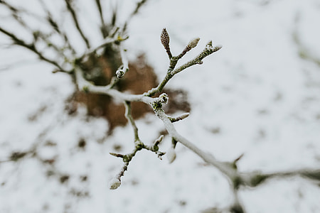 Close-ups of snowy trees thumbnail