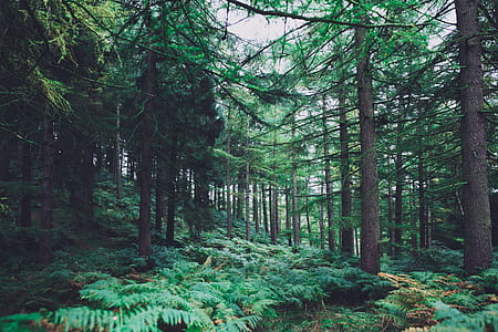 green leaf trees in forest thumbnail