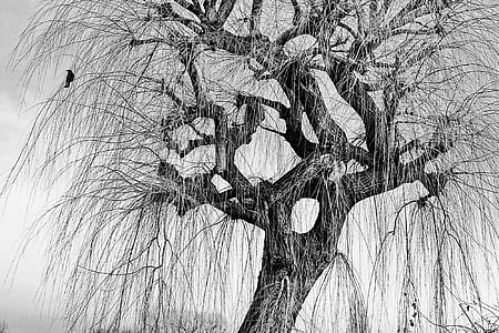 silhouette of bird on tree branch illustration thumbnail