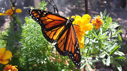 monarch butterfly perching on yellow petaled flower in close-up photography thumbnail