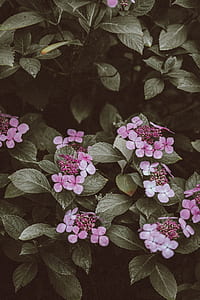 pink petaled flowers during daytime thumbnail