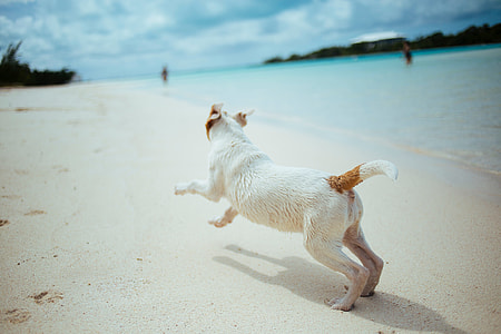 white and brown short coated dog running on seashore thumbnail