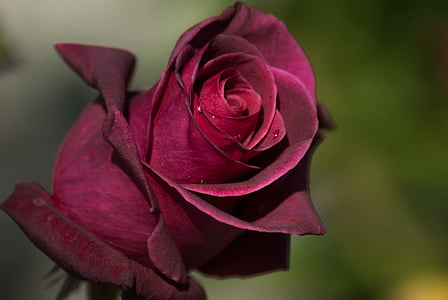 close-up photography of red rose flower thumbnail