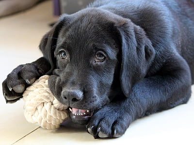 adult black Labrador retriever playing white rope thumbnail