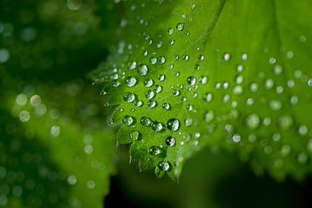 water droplets on leaf thumbnail