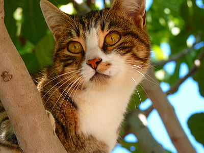 white and grey cat on tree during daytime thumbnail