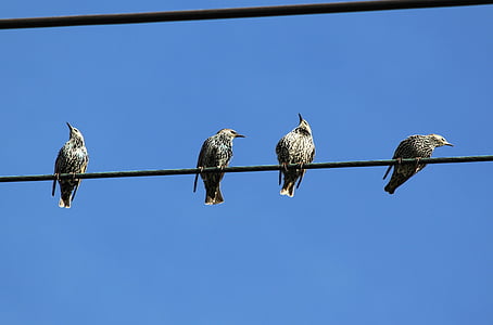 four birds on power cable thumbnail