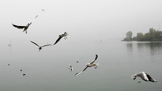 assorted birds flying on seashore thumbnail