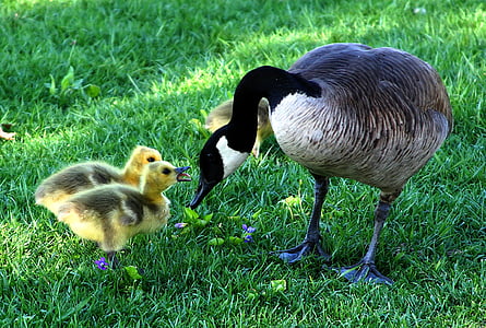 two yellow ducklings on green grass field thumbnail