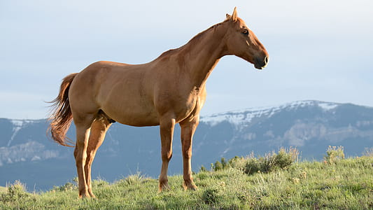 brown horse on green grass during daytime thumbnail