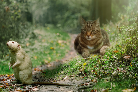 brown tabby cat looking directly at white mouse thumbnail