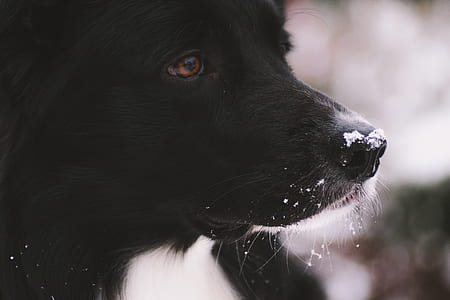 short-coated black dog thumbnail