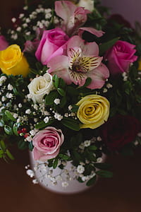 flowers, petals, flower, roses thumbnail