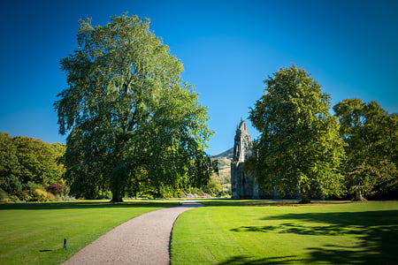 trees near building ruins on grass-covered field thumbnail