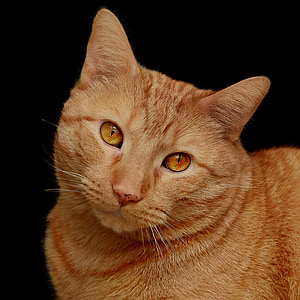 orange tabby cat thumbnail