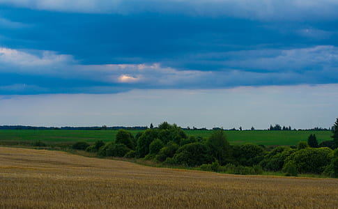 Green and Brown Grass Field thumbnail