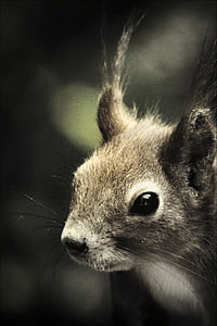 gray animal thumbnail