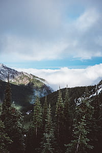 green forest trees at daytime thumbnail