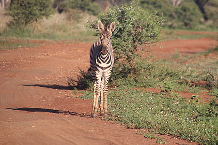 Photography of Zebra On Road thumbnail