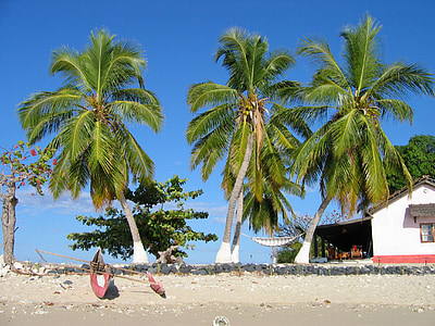 three green coconut trees at daytime thumbnail