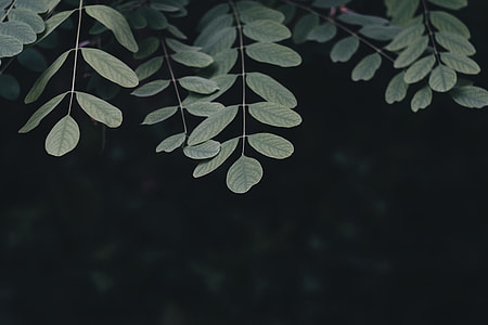 closeup photo of green leafed tree thumbnail